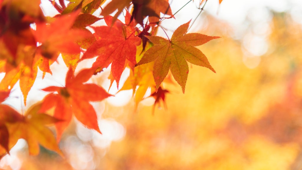 Summery fall warmth continues Thursday in Twin Cities ahead of weekend cooldown — WCCO / CBS Minnesota, Mesquite Community news