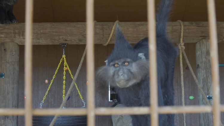 Exclusive look at Big Spring's newest community zoo — NewsWest 9 (Permian Basin), Mesquite Community news