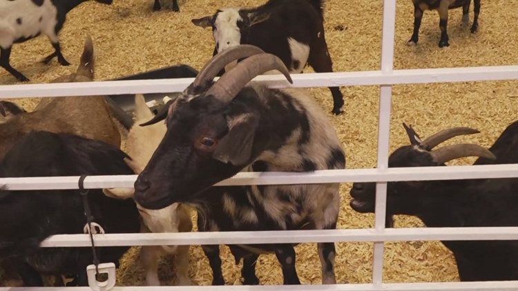 Health officials investigate E. coli cases possibly linked to State Fair of Texas petting zoo — Mesquite Health news